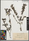 Foto von Salix purpurea L.